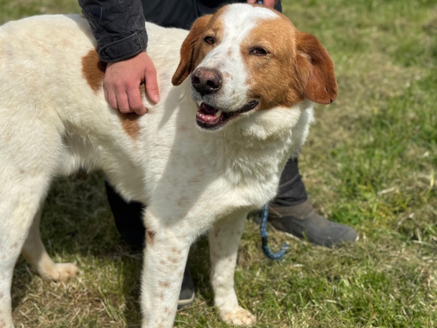 Adozione cane, maschio, Razza sconosciuta Razza sconosciuta, 4 anni e 1 mese, taglia grande, Frosinone