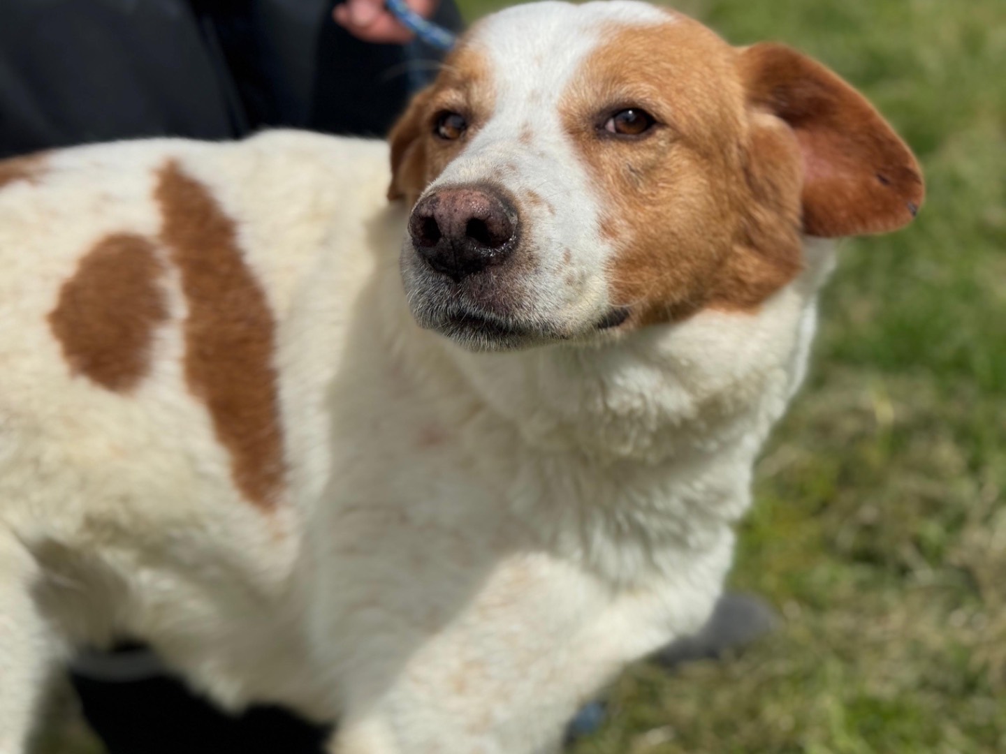 Adotta un cane, taglia grande, maschio, Frosinone
