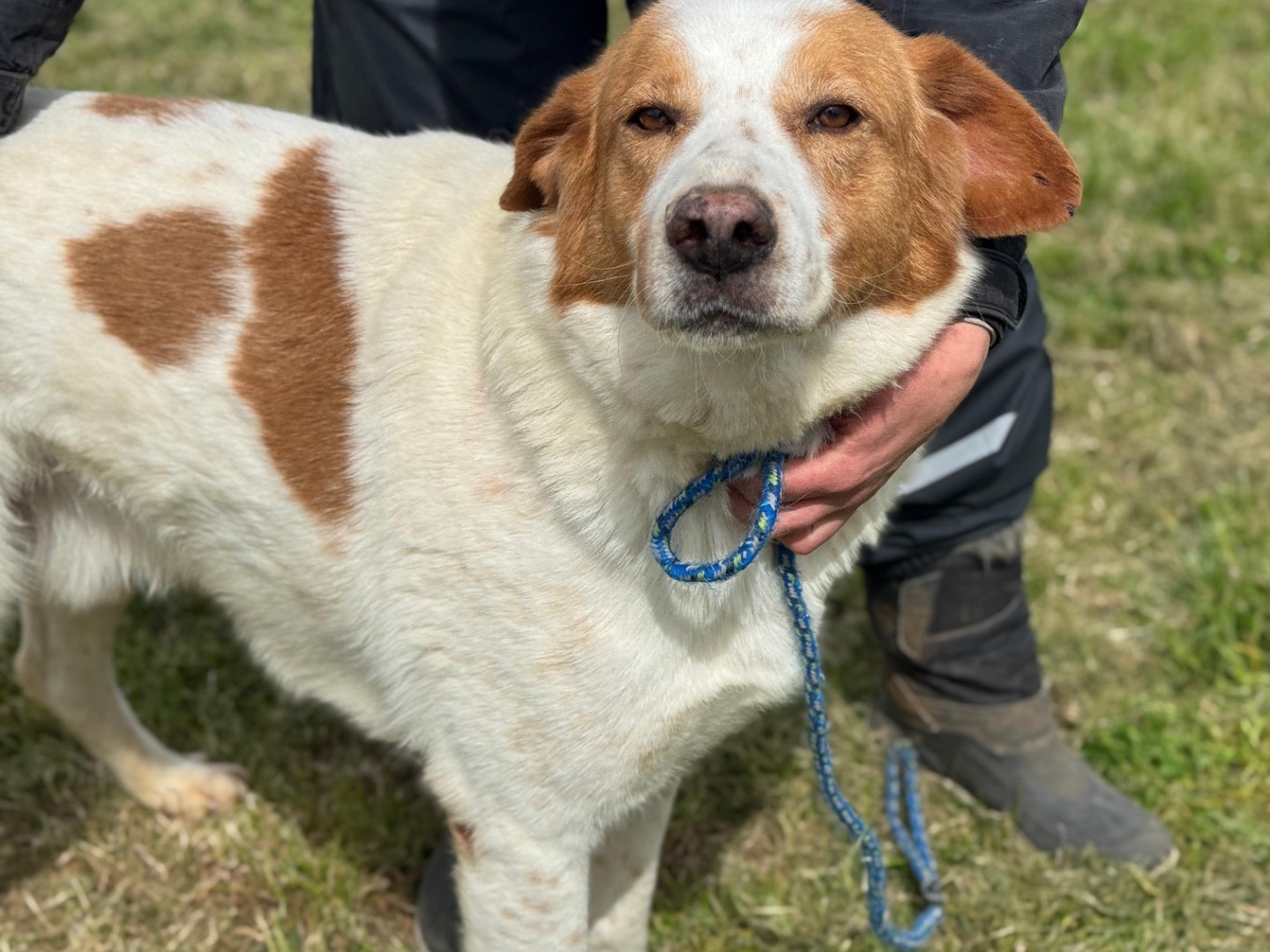 Adotta un cane, maschio, 4 anni e 1 mese, Frosinone