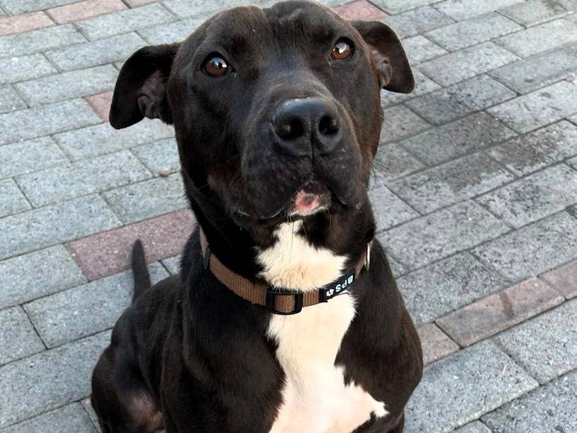 Adotta un cane, maschio, 1 anno e 11 mesi, Milano