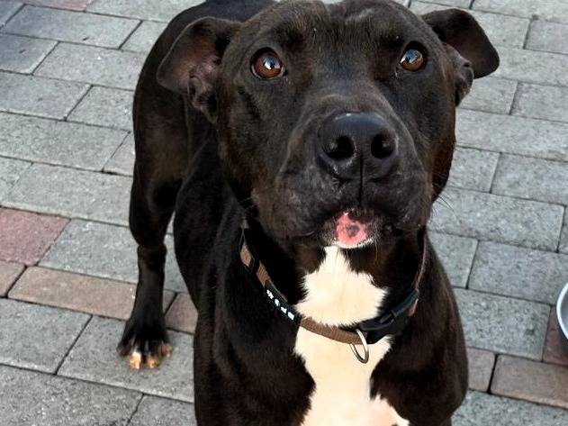 Adotta un cane, taglia media, maschio, Milano