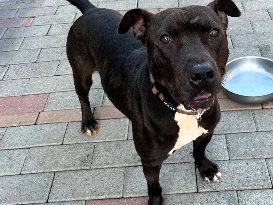 Adotta il cane MAX a Milano