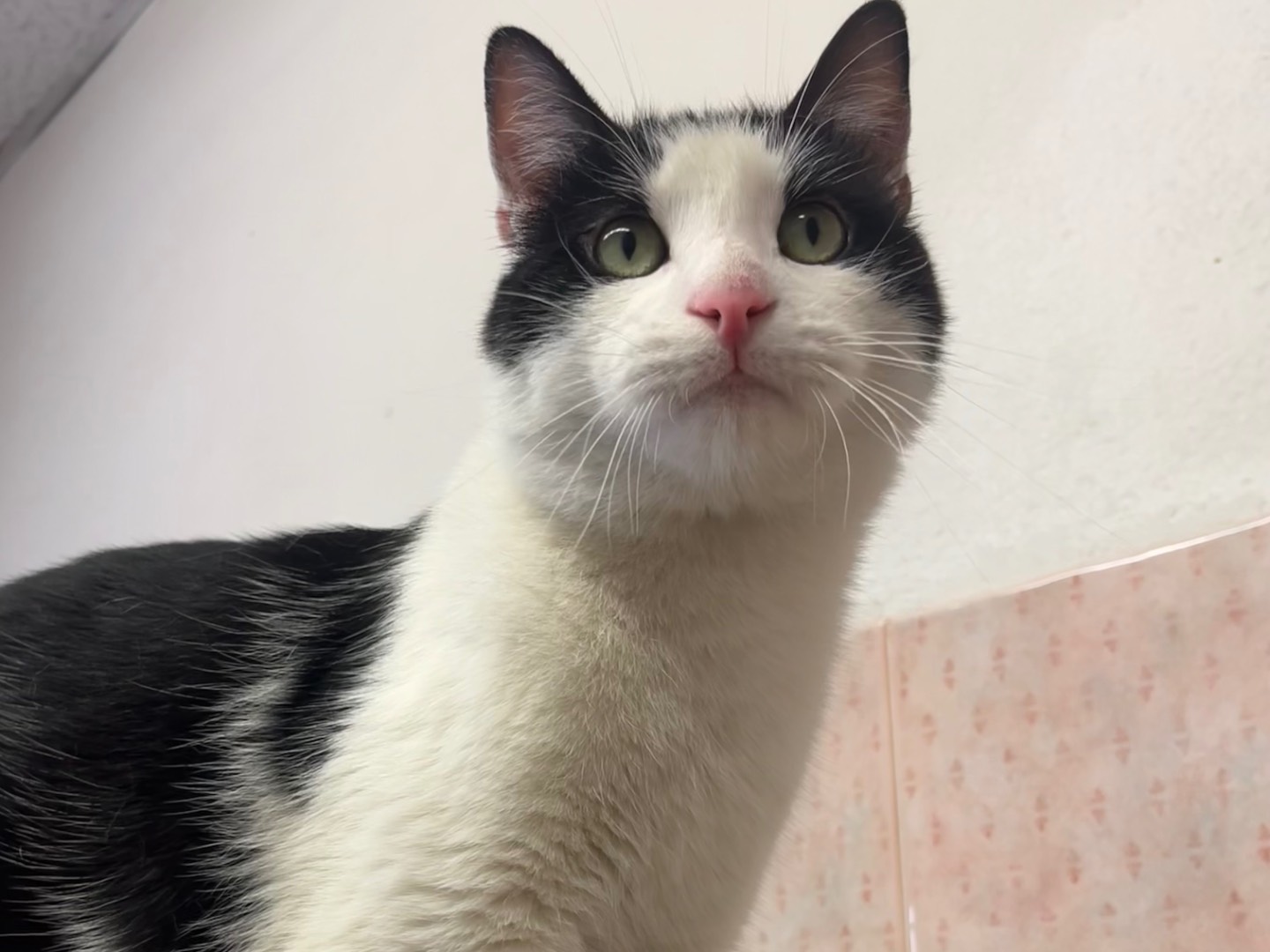 Vuoi adottare un gatto a Bologna?