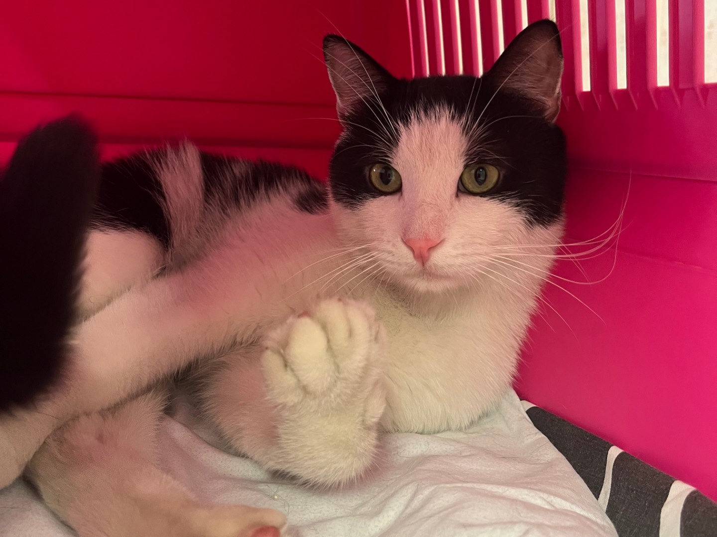 Adotta il gatto Mushu a Bologna