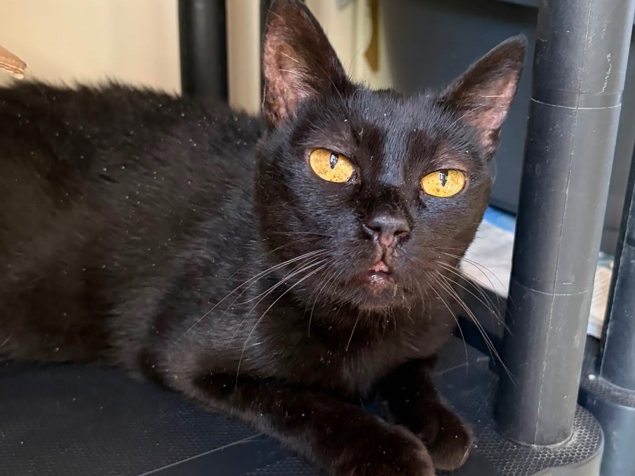 Adozione gatto, femmina, Razza sconosciuta Razza sconosciuta, 5 anni e 2 mesi, taglia non valida, Bologna