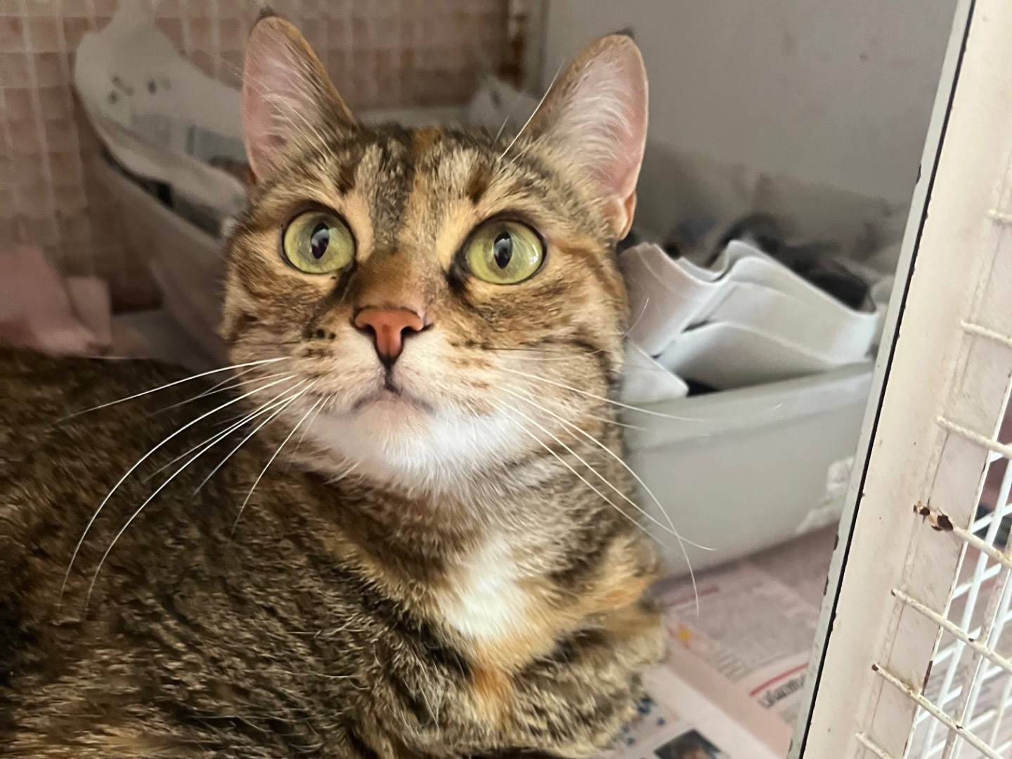 Adozione gatto, femmina, Razza sconosciuta Razza sconosciuta, 7 anni e 1 mese, taglia non valida, Bologna