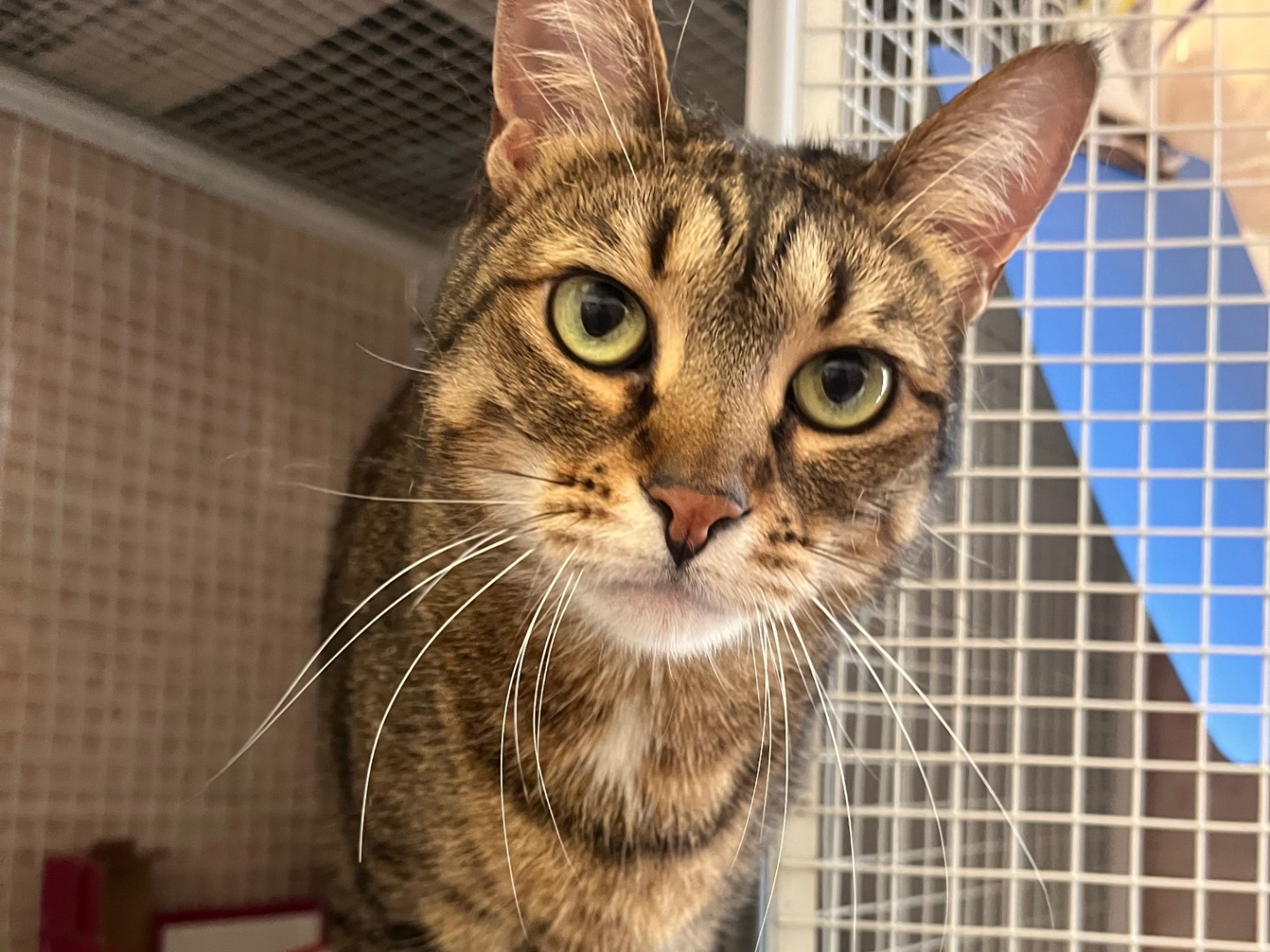 Adotta un gatto, femmina, 7 anni e 1 mese, Bologna