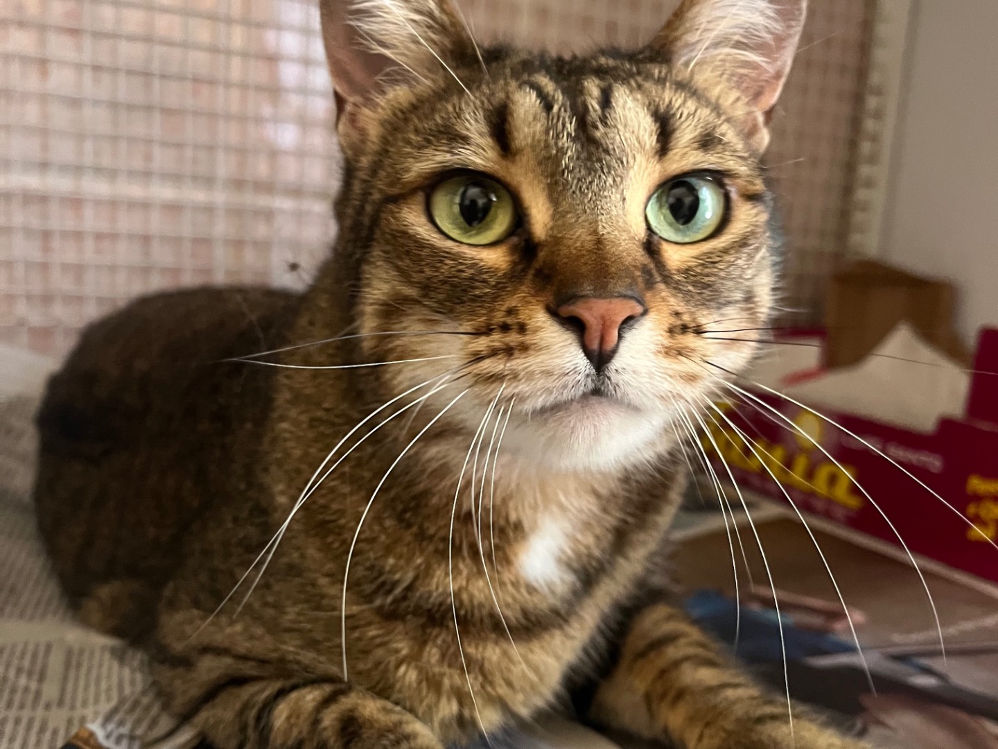 Vuoi adottare un gatto a Bologna?