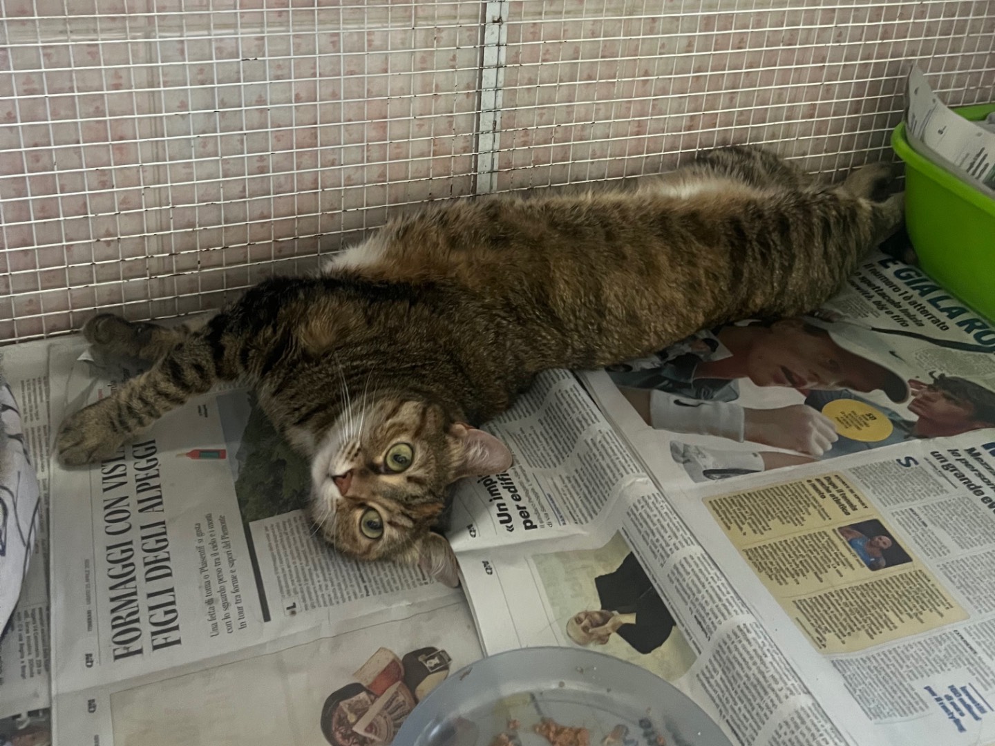 Adotta il gatto Hel e Astrid a Bologna
