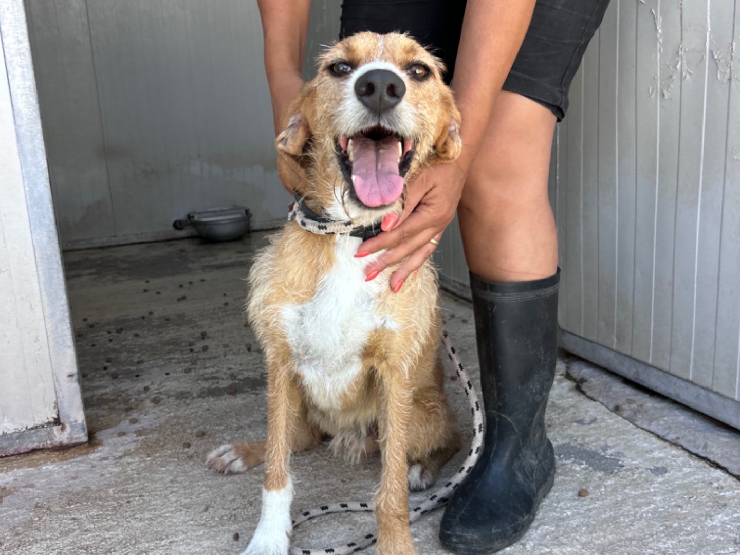 Adozione cane, maschio, Spinone Razza sconosciuta, 3 anni e 7 mesi, taglia media, Trapani