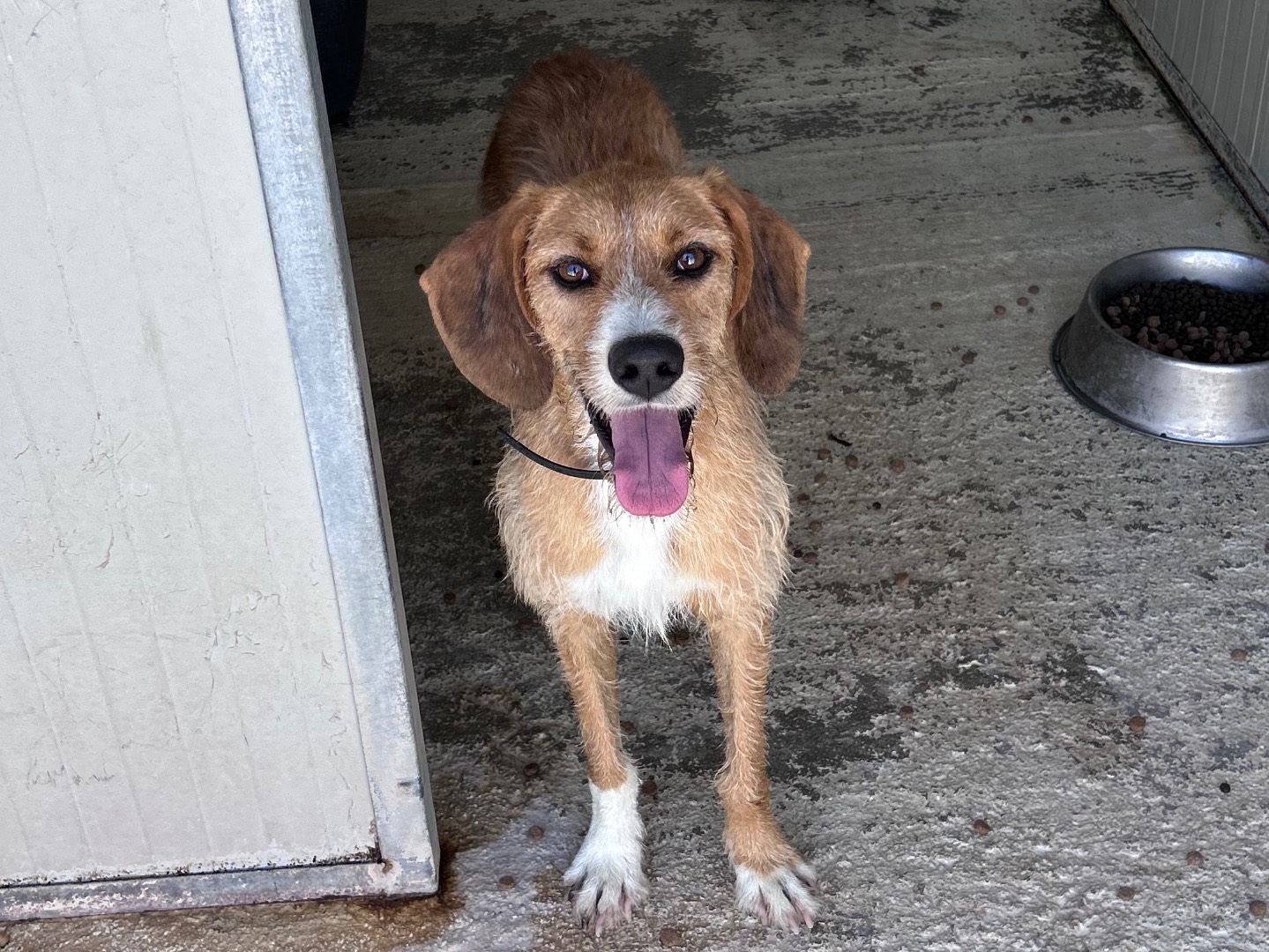 Adotta un cane, maschio, 3 anni e 7 mesi, Trapani