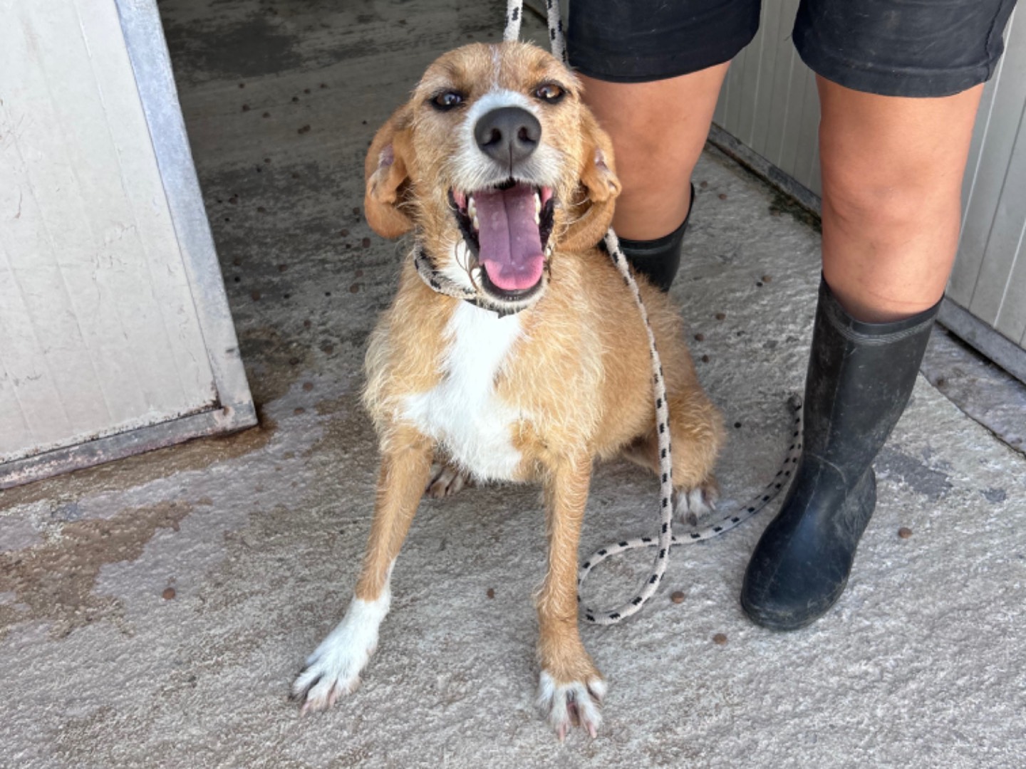 Adotta un cane, taglia media, maschio, Trapani