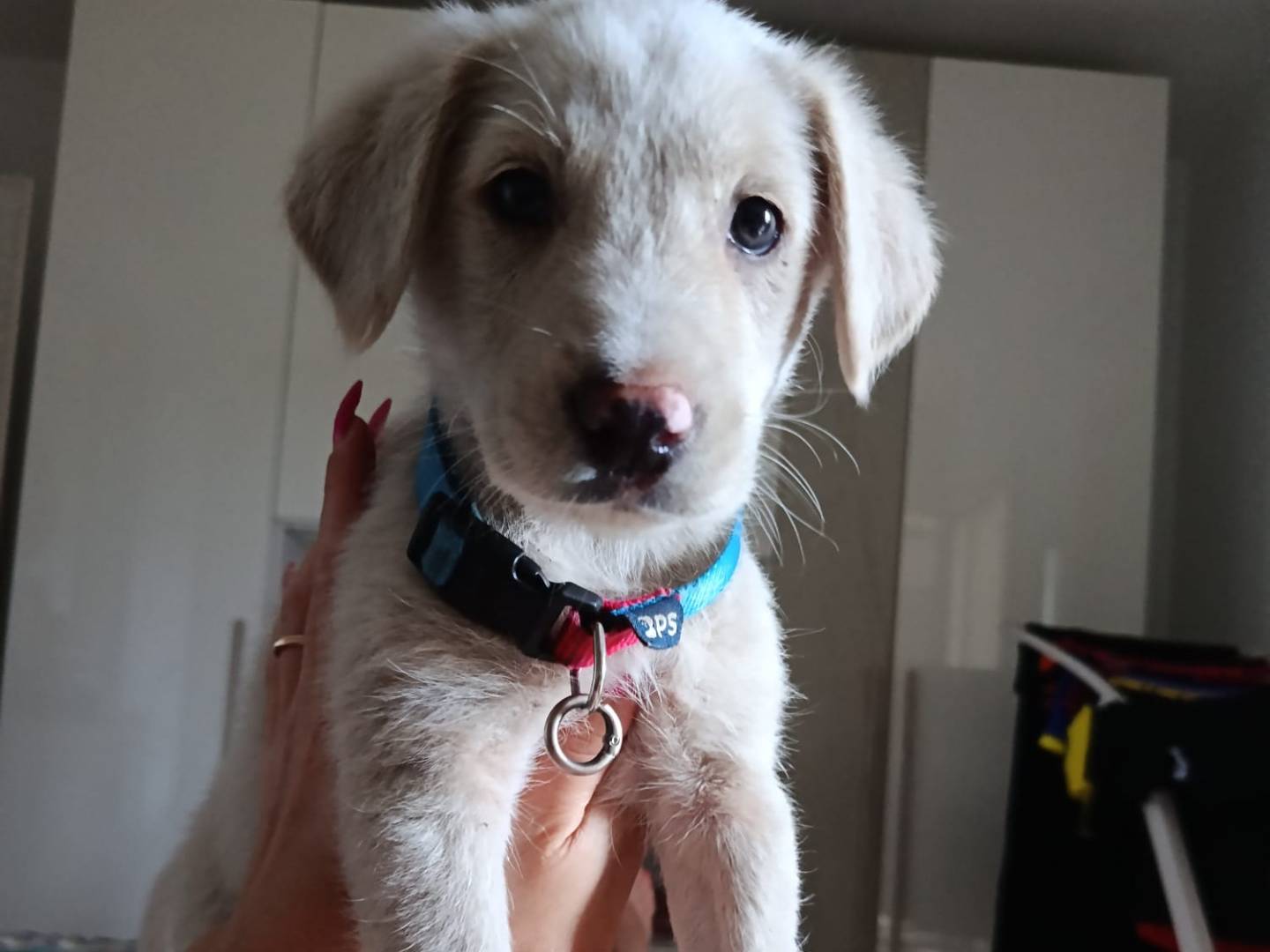 Adozione cane, maschio, Razza sconosciuta Razza sconosciuta, 3 mesi, taglia media, Arezzo