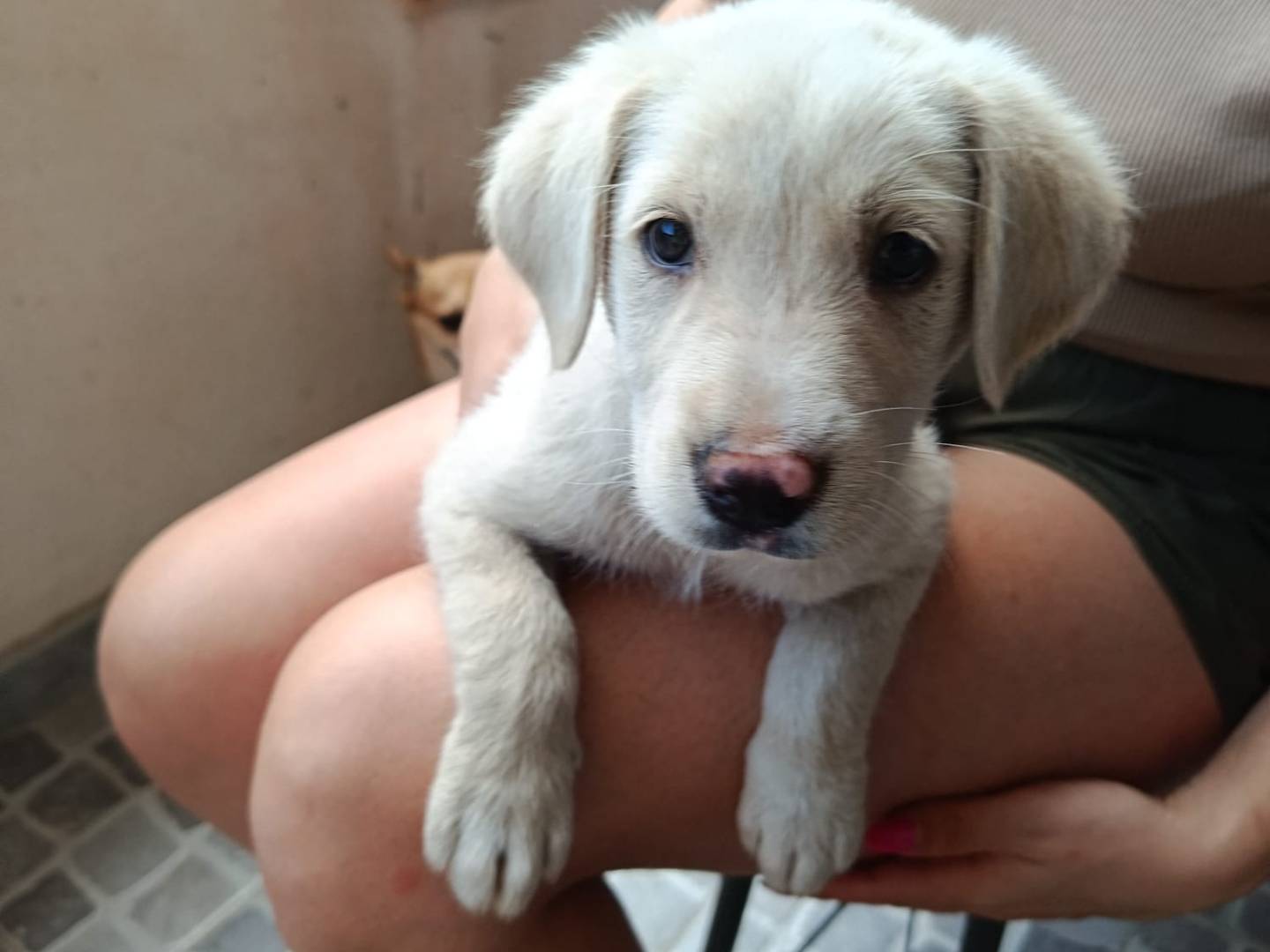 Adotta un cane, maschio, 3 mesi, Arezzo