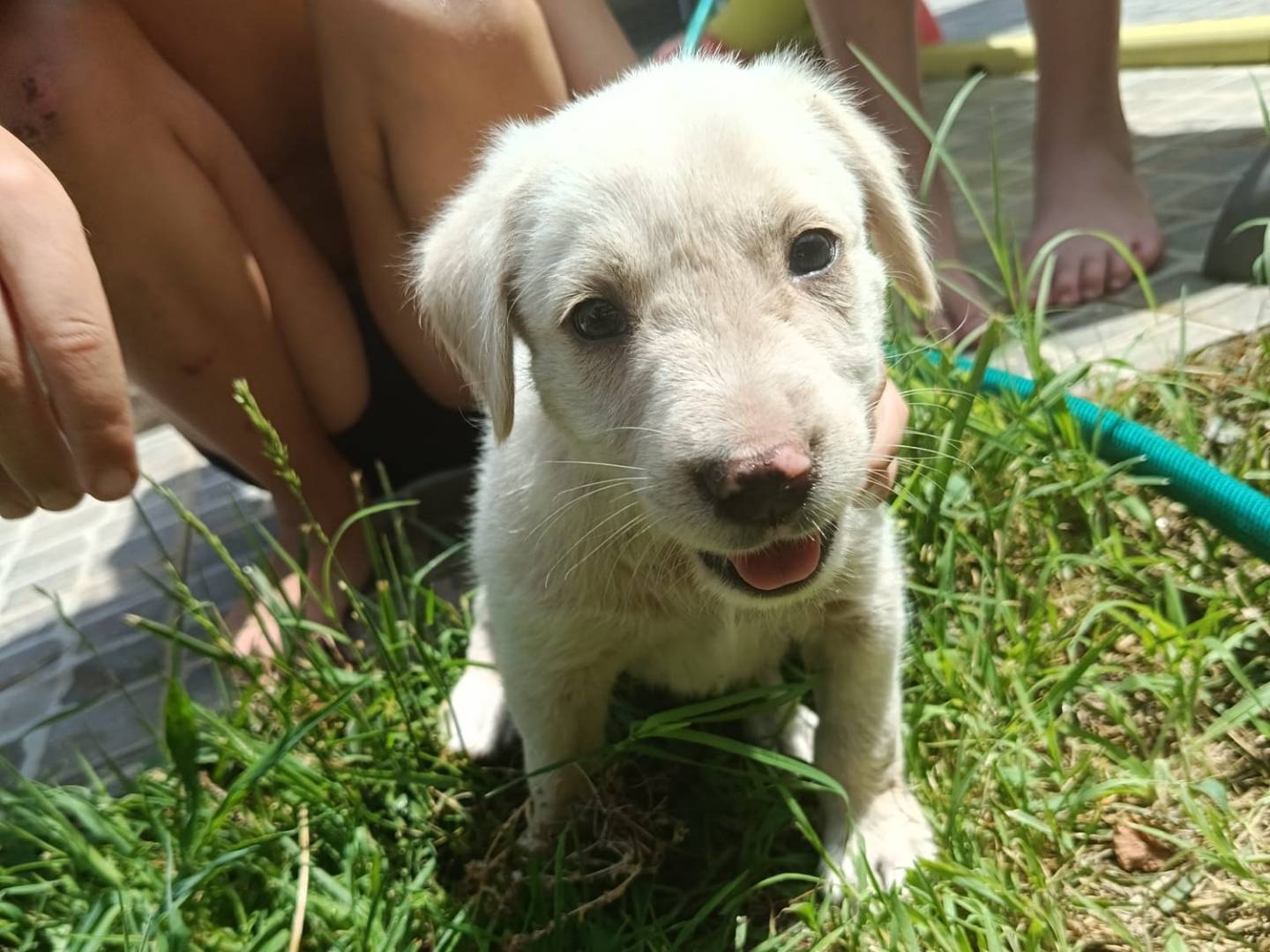Adotta un cane, taglia media, maschio, Arezzo