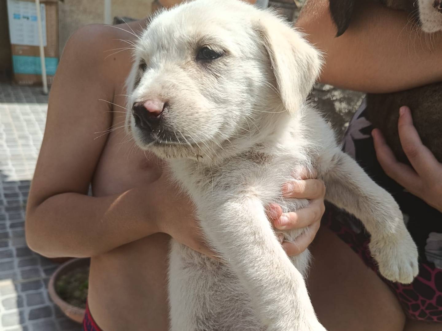 Vuoi adottare un cane a Arezzo?