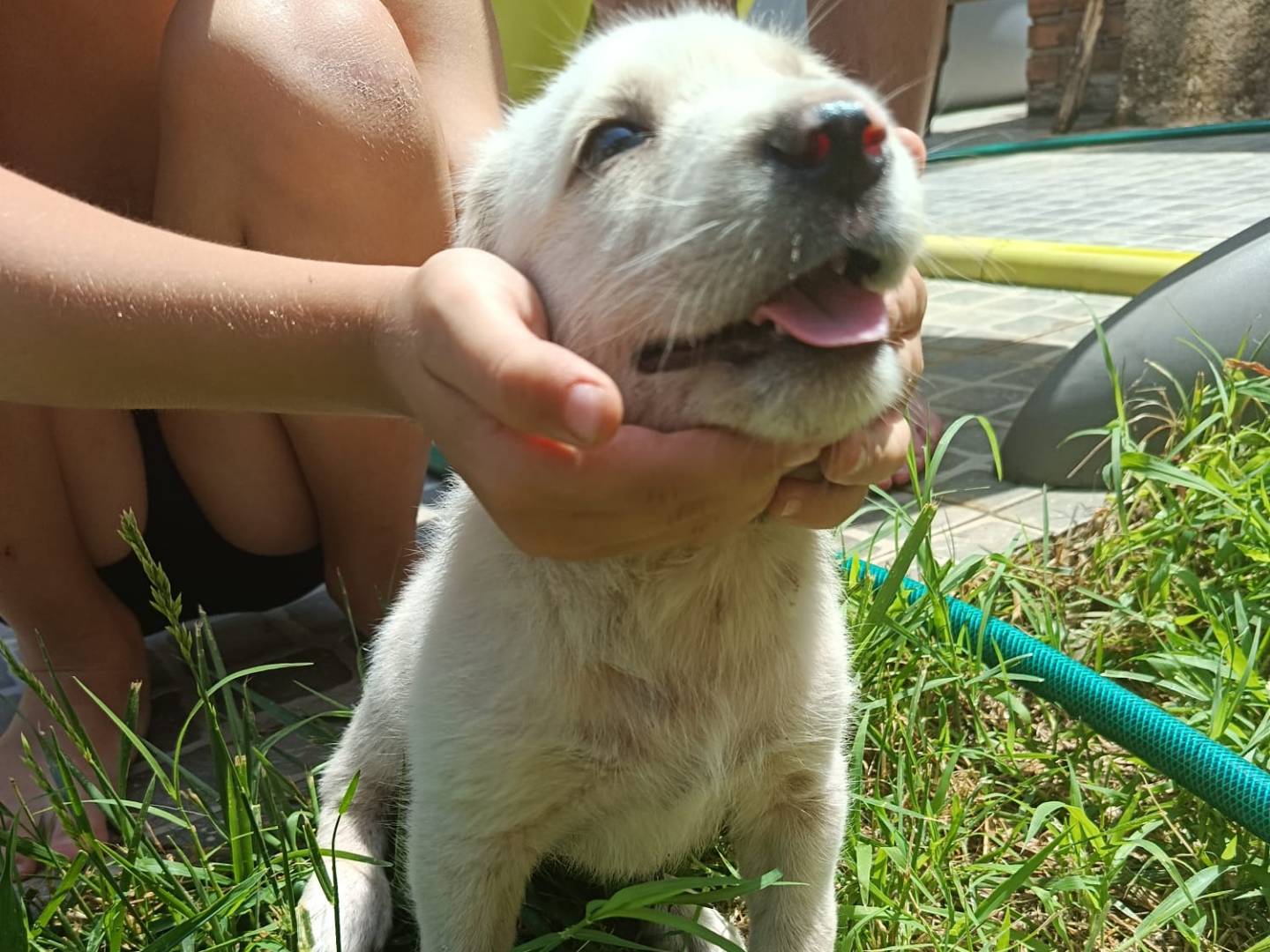 Adotta il cane Simba  a Arezzo