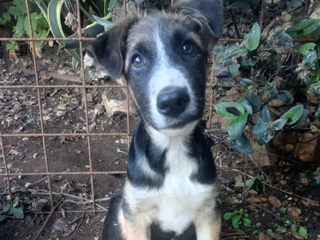 Adozione cane, maschio, Razza sconosciuta Razza sconosciuta, 3 mesi, taglia piccola, Siracusa