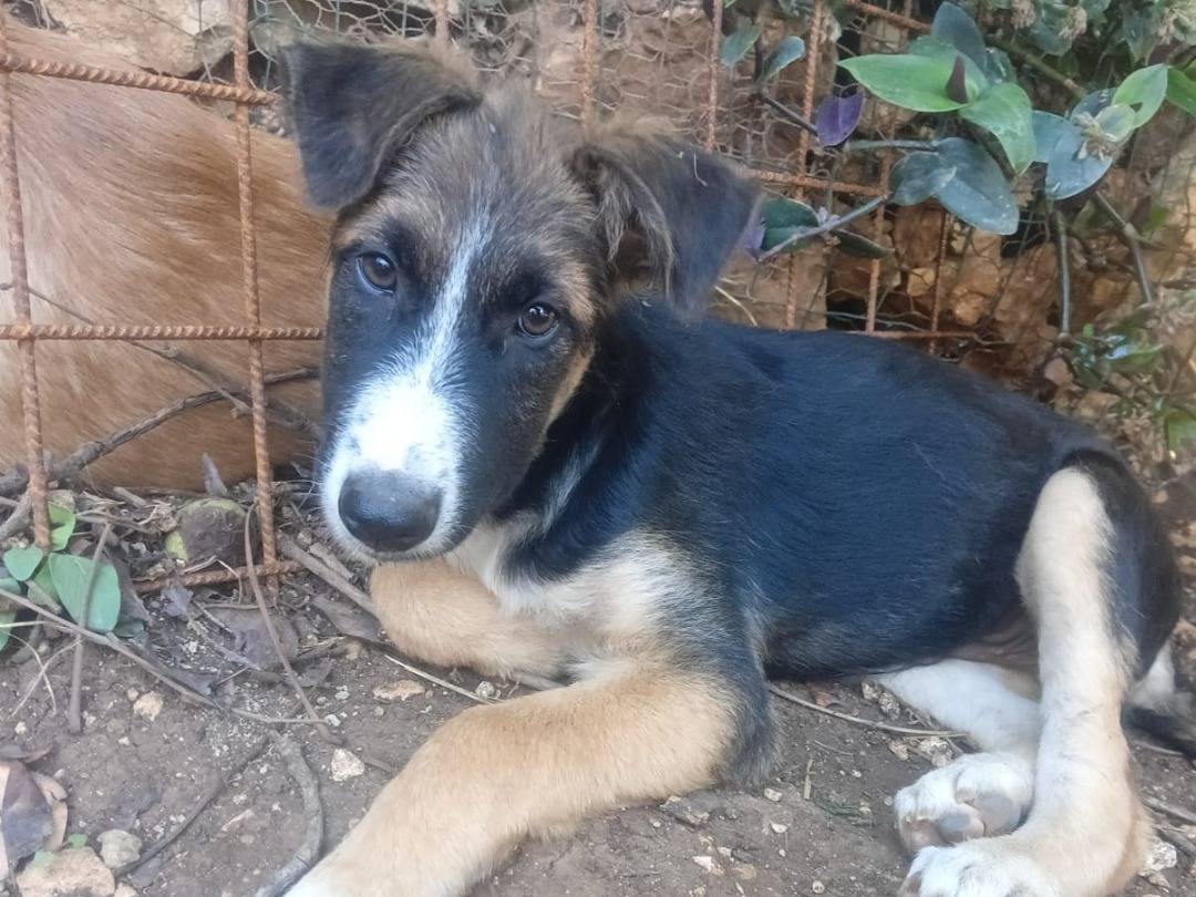 Adotta un cane, maschio, 3 mesi, Siracusa
