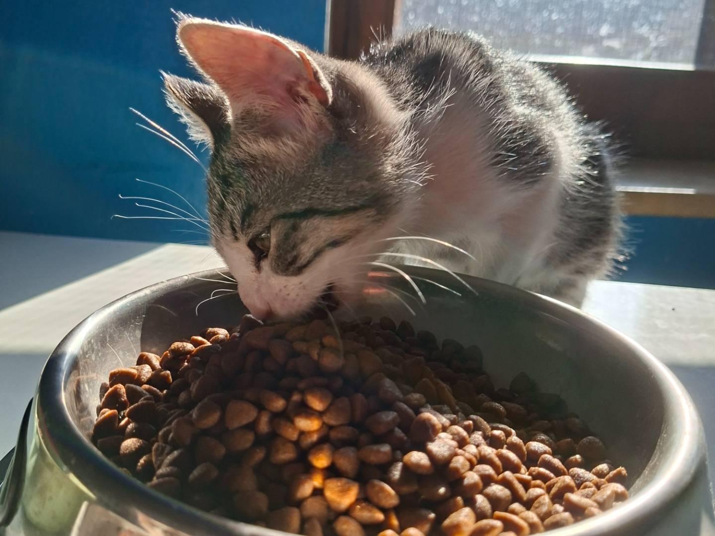 Adozione gatto, maschio, Razza sconosciuta Razza sconosciuta, 2 mesi, taglia non valida, Viterbo
