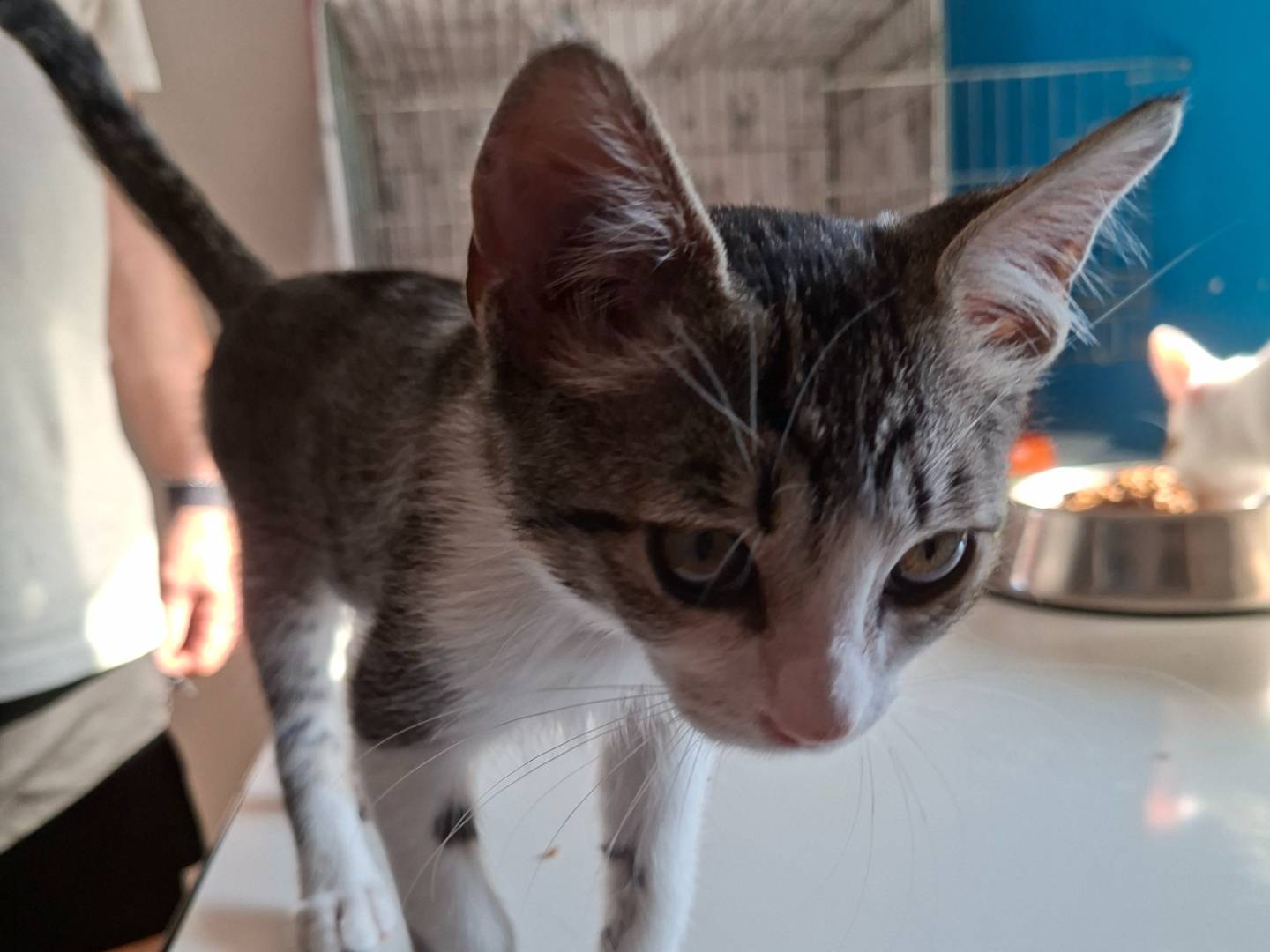 Adotta un gatto, maschio, 2 mesi, Viterbo