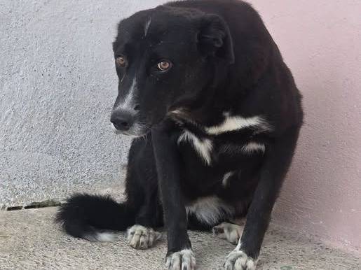 Adozione cane, femmina, Razza sconosciuta Razza sconosciuta, 1 anno e 7 mesi, taglia media contenuta, Crotone