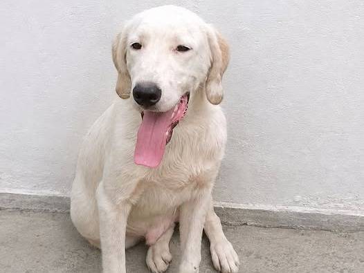 Adozione cane, maschio, Setter Inglese Razza sconosciuta, 7 mesi, taglia media contenuta, Crotone