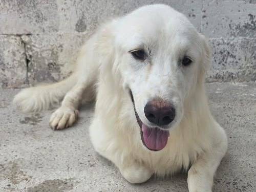 Adozione cane, maschio, Razza sconosciuta Razza sconosciuta, 1 anno e 7 mesi, taglia media, Crotone