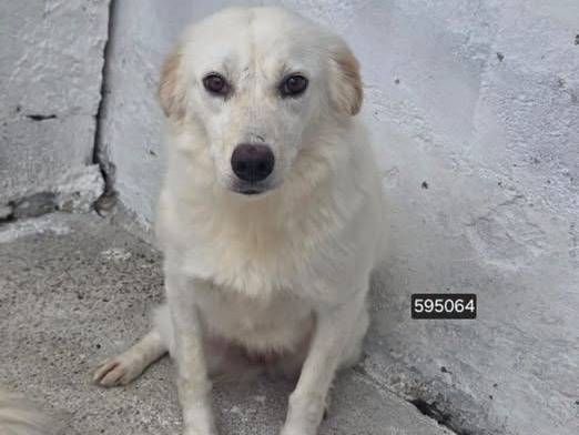Adozione cane, femmina, Razza sconosciuta Razza sconosciuta, 7 anni e 2 mesi, taglia media, Crotone