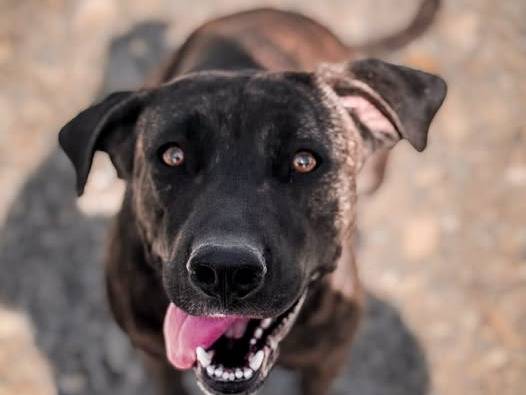 Adozione cane, femmina, Corso Razza sconosciuta, 3 anni e 2 mesi, taglia grande, Crotone