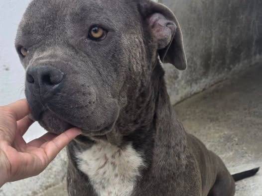 Adozione cane, maschio, Corso Razza sconosciuta, 5 anni e 2 mesi, taglia gigante, Crotone