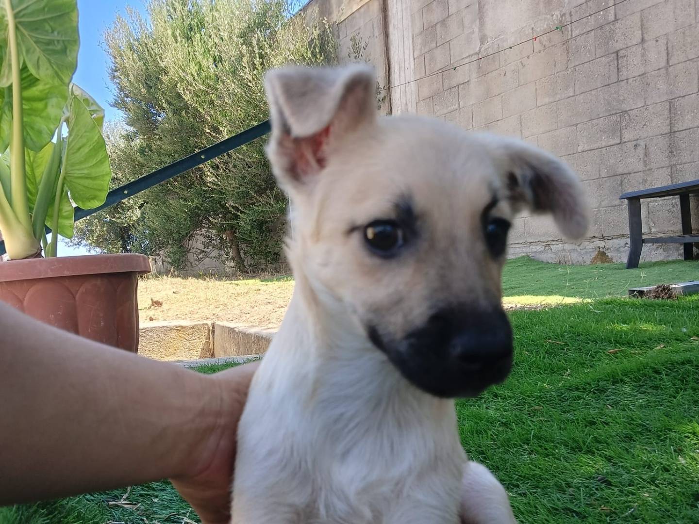 Adotta un cane, femmina, 3 mesi, Crotone