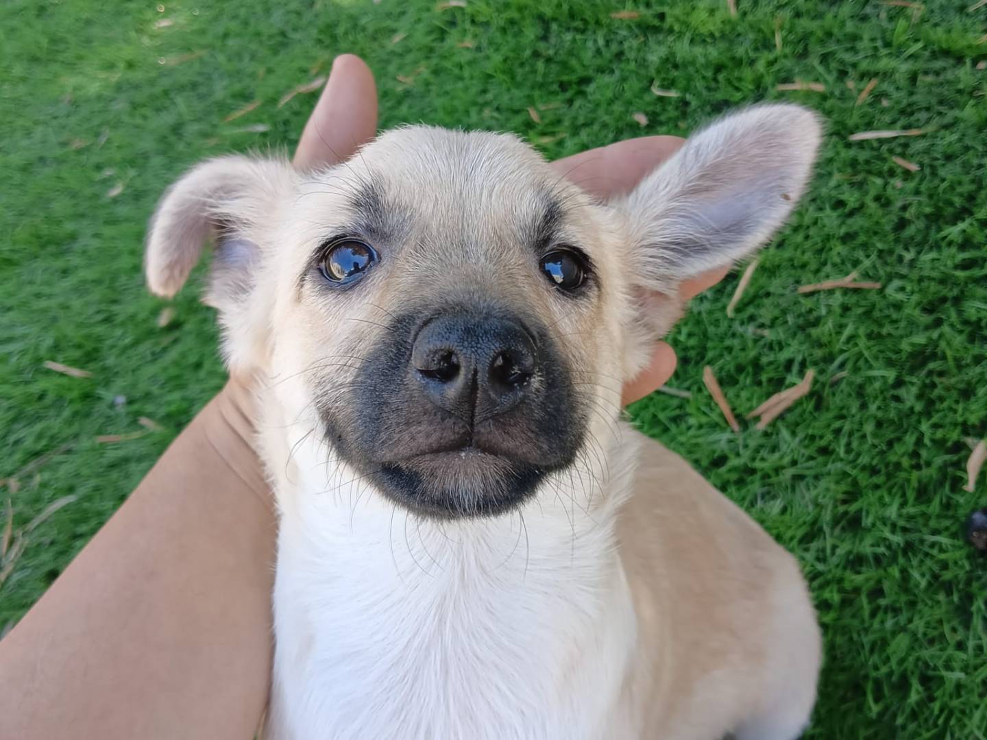 Adotta un cane, taglia media, femmina, Crotone