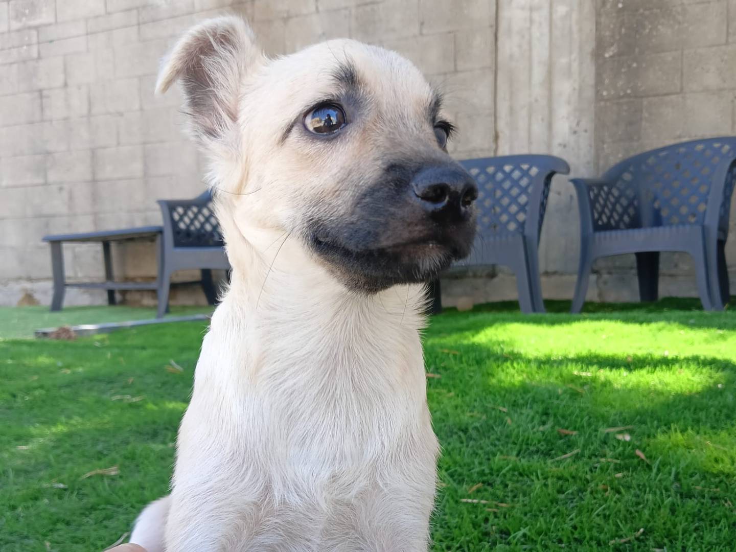 Vuoi adottare un cane a Crotone?
