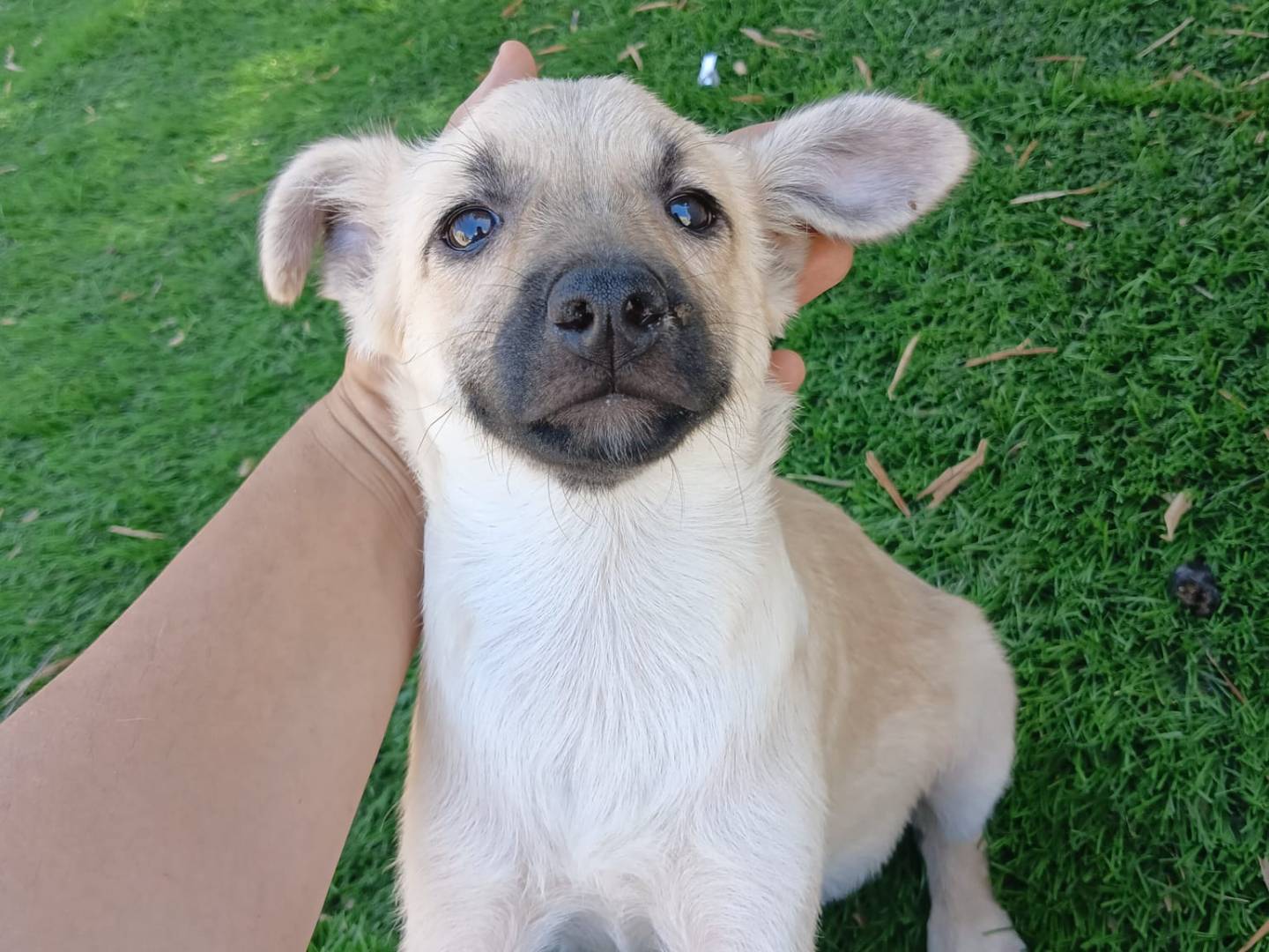 Adotta il cane Milù a Crotone