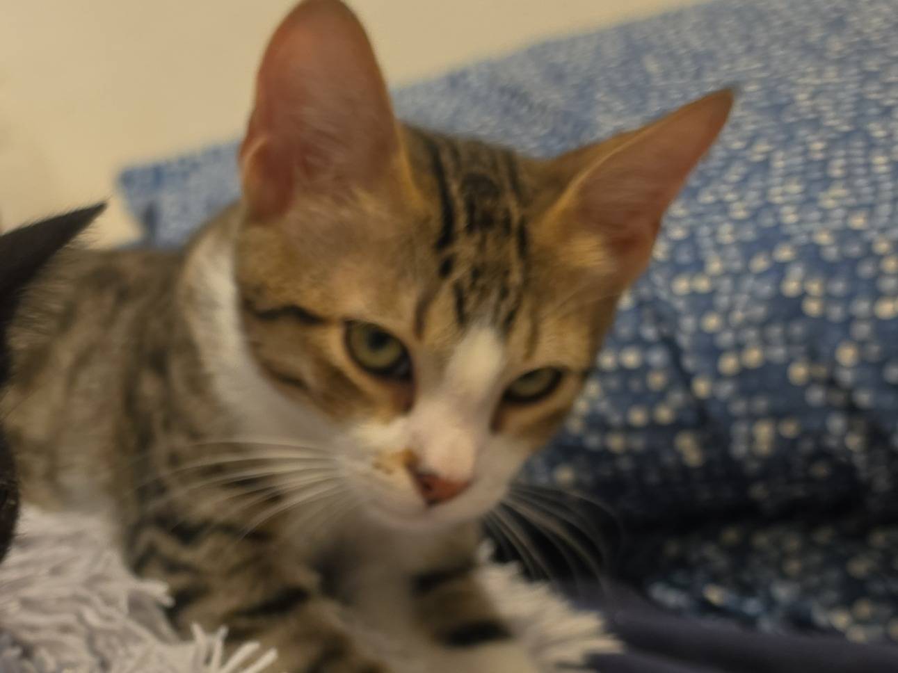 Adozione gatto, maschio, Razza sconosciuta Razza sconosciuta, 4 mesi, taglia non valida, Livorno