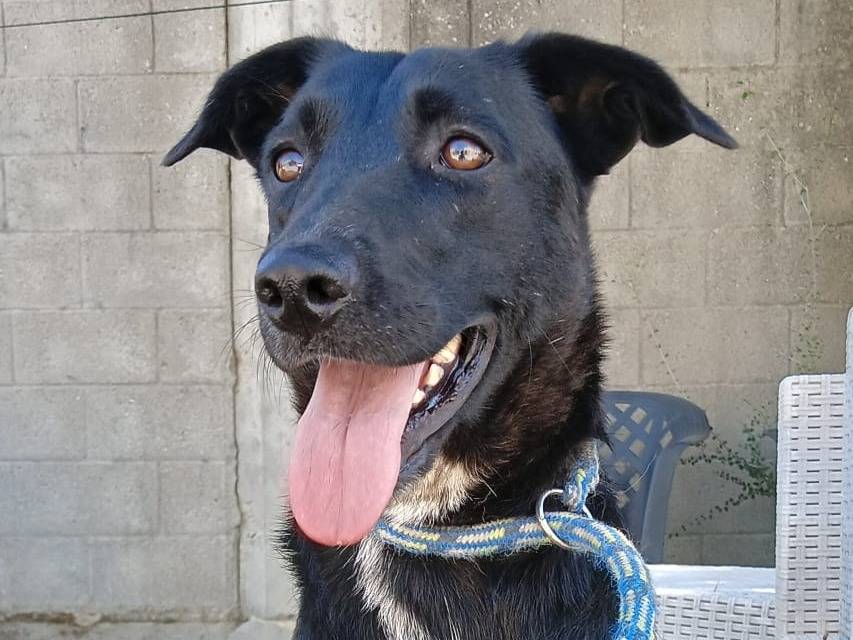 Adotta un cane, femmina, 2 anni e 4 mesi, Crotone