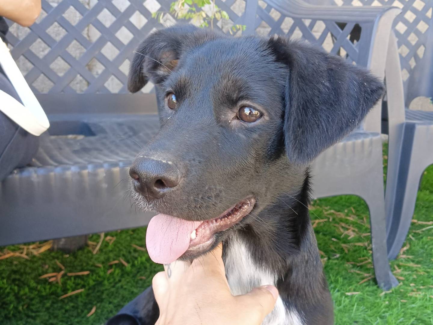 Adozione cane, femmina, Razza sconosciuta Razza sconosciuta, 2 anni e 4 mesi, taglia media, Crotone