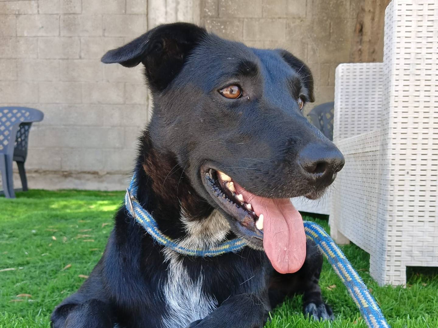 Adotta un cane, taglia media, femmina, Crotone
