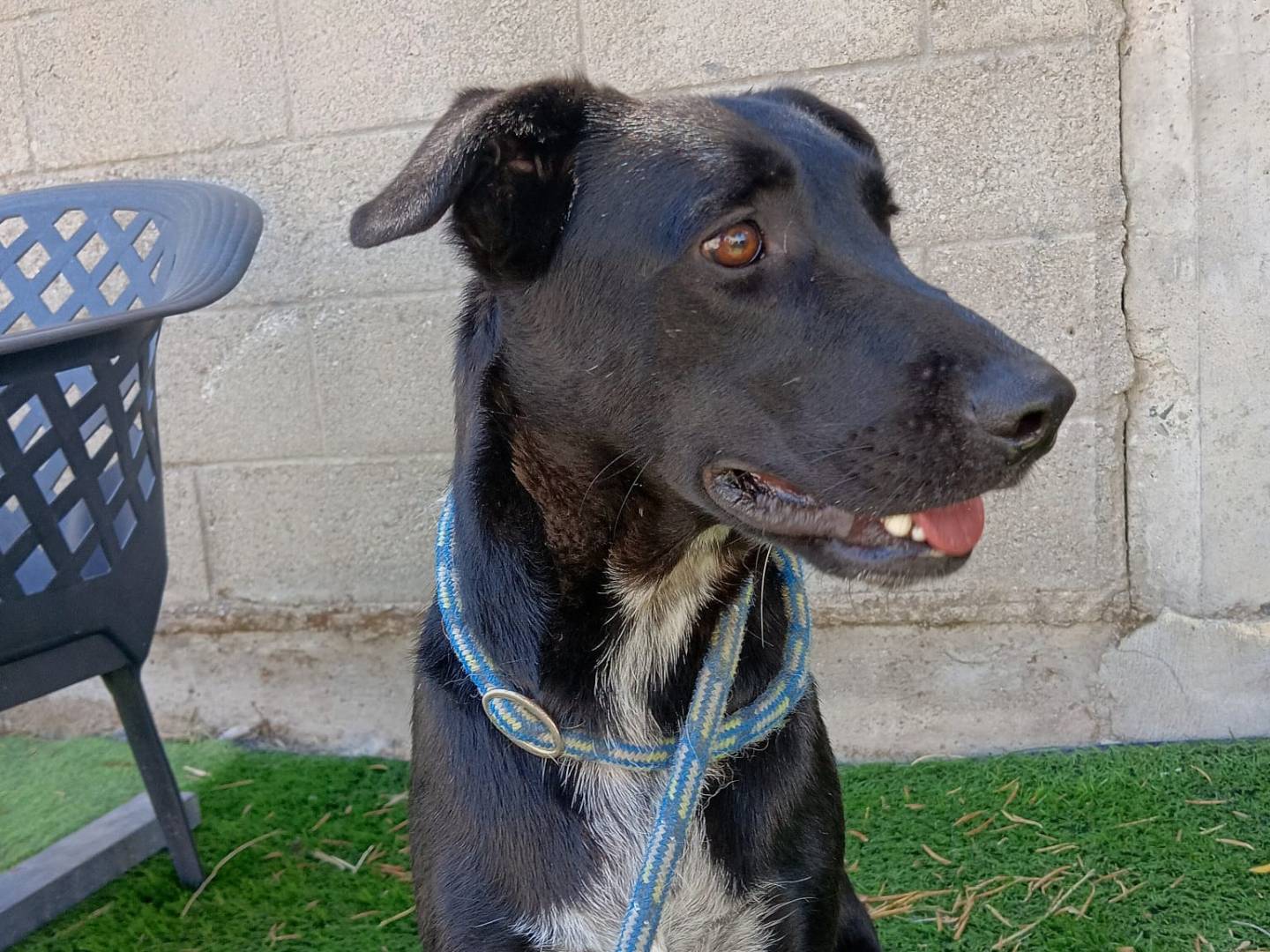 Vuoi adottare un cane a Crotone?