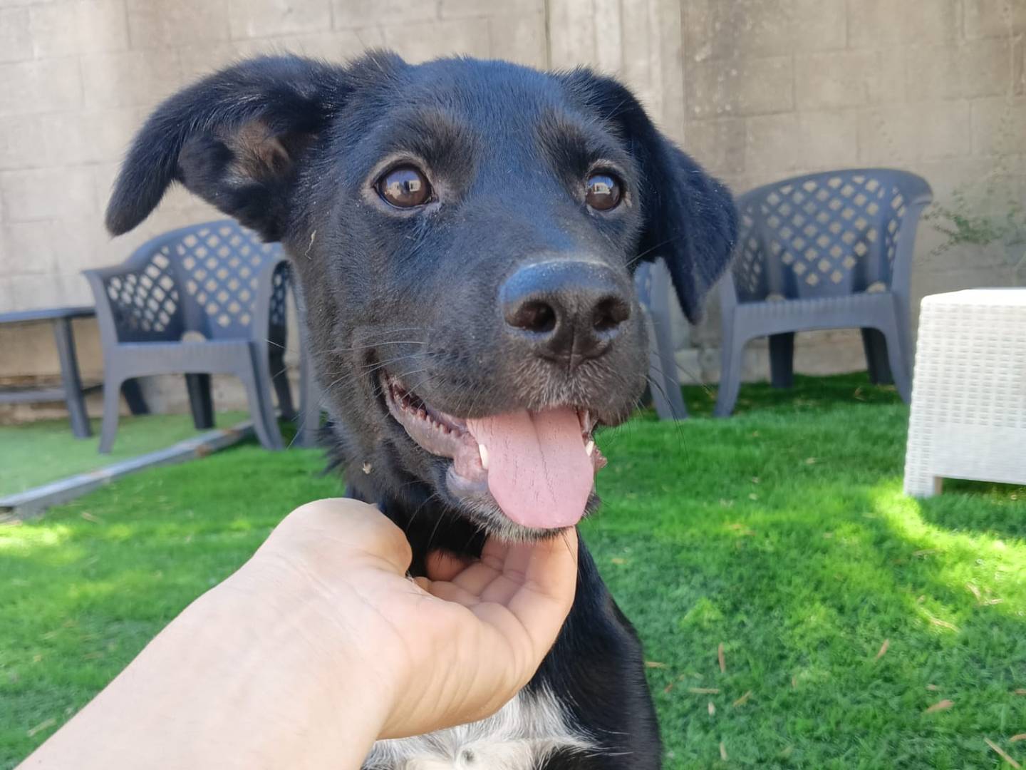 Adotta il cane Kora a Crotone