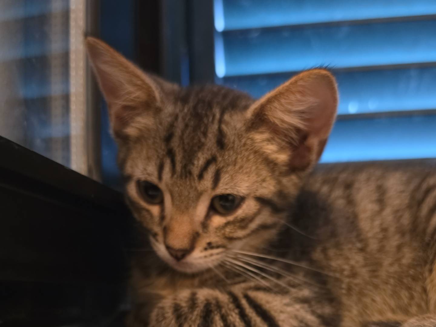 Adozione gatto, maschio, Razza sconosciuta Razza sconosciuta, 2 mesi, taglia non valida, Livorno