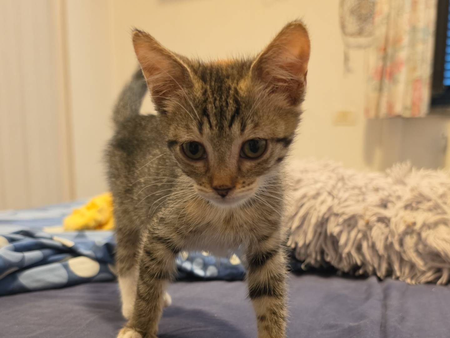 Adozione gatto, femmina, Razza sconosciuta Razza sconosciuta, 2 mesi, taglia non valida, Livorno