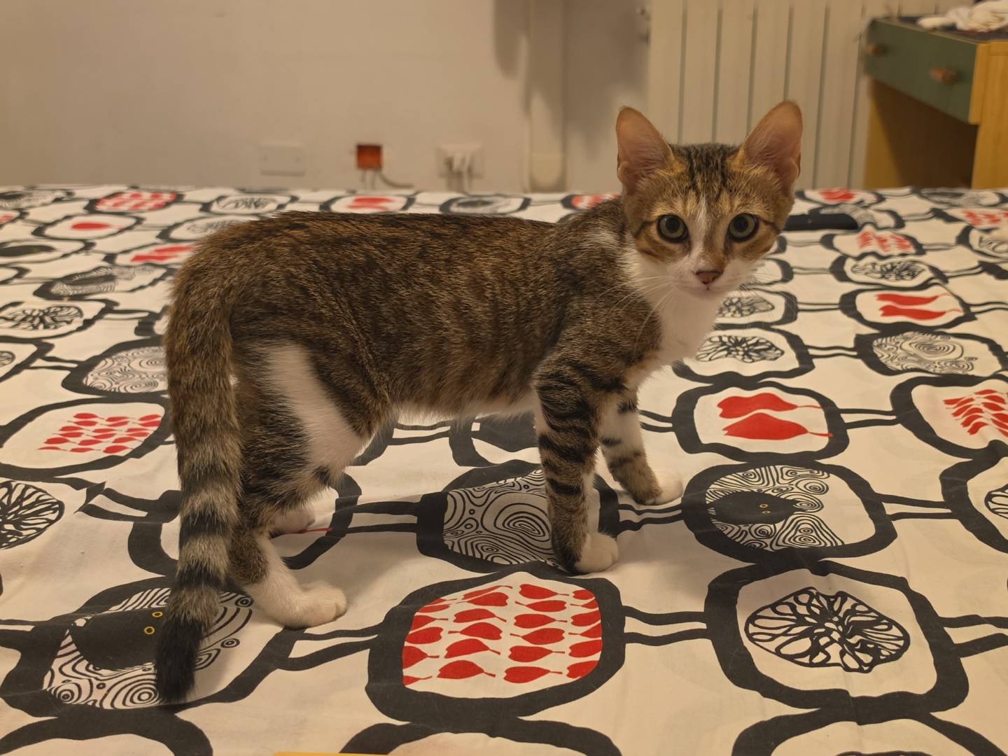 Adozione gatto, maschio, Razza sconosciuta Razza sconosciuta, 4 mesi, taglia non valida, Livorno
