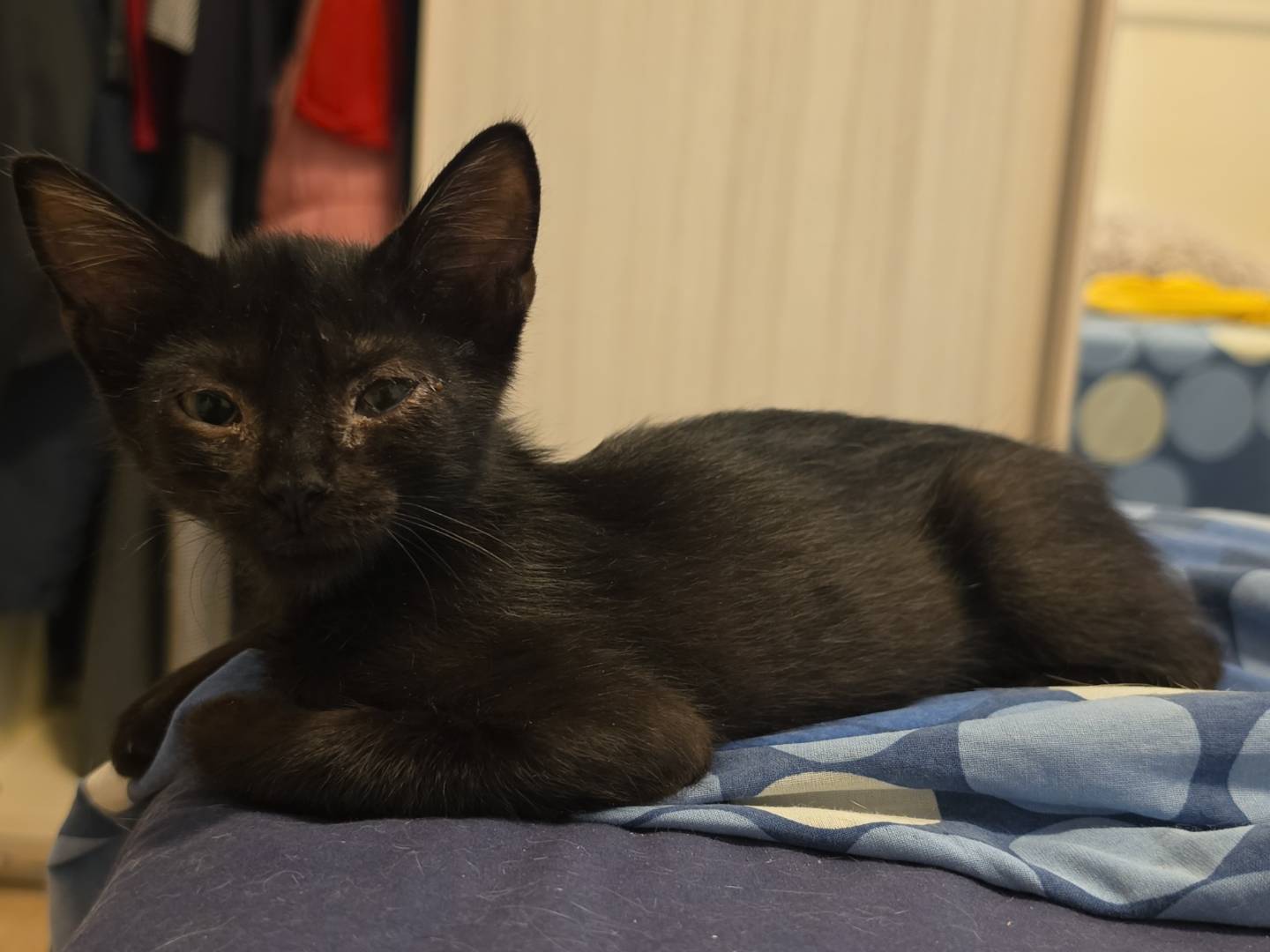 Adotta un gatto, maschio, 2 mesi, Livorno