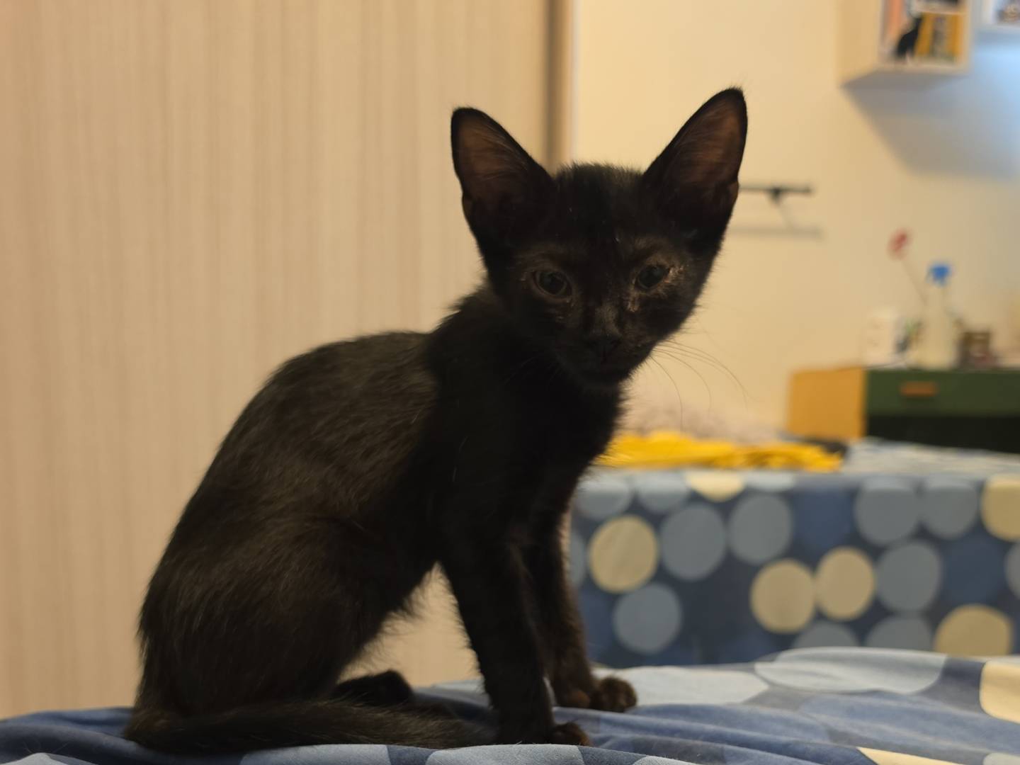 Adozione gatto, maschio, Razza sconosciuta Razza sconosciuta, 2 mesi, taglia non valida, Livorno