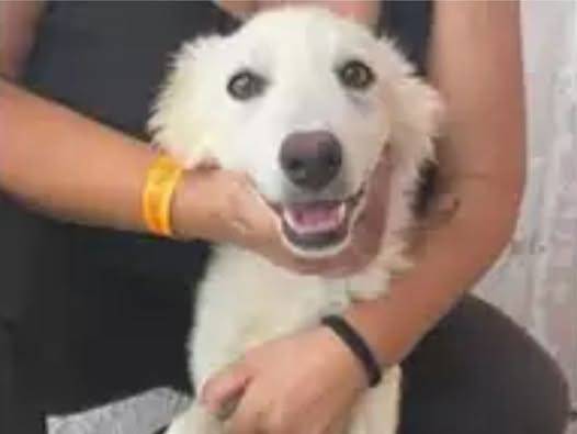 Adozione cane, femmina, Razza sconosciuta Razza sconosciuta, 8 mesi, taglia media contenuta, Crotone