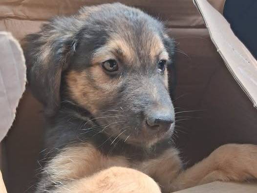Adozione cane, maschio, Razza sconosciuta Razza sconosciuta, 2 mesi, taglia media, Crotone