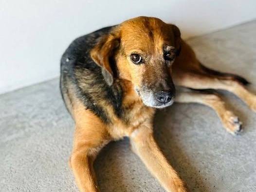 Adozione cane, femmina, Razza sconosciuta Razza sconosciuta, 7 anni e 2 mesi, taglia media contenuta, Crotone