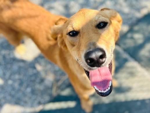 Adozione cane, maschio, Razza sconosciuta Razza sconosciuta, 1 anno e 7 mesi, taglia media contenuta, Crotone